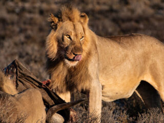 About 10 Wild Animal