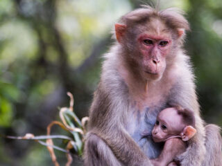 Koalas aren’t primates, but they move like monkeys in trees