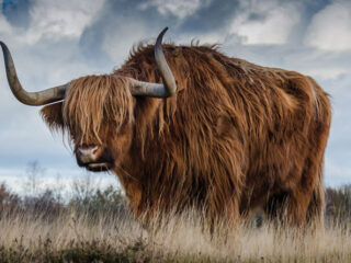 Sanctuary was supposed to be a safe place for Australian wildlife. Then came the fire.