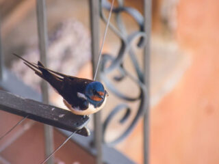 Las Vegas bird rescuer still searching for pigeons wearing cowboy hats