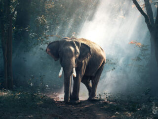 Moonlight shapes how some animals move, grow and even sing