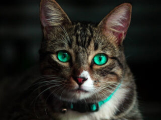 Cat Lost Her Ears — So The Shelter Made Her A New Pair