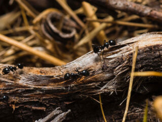 Flipping a molecular switch can turn warrior ants into foragers