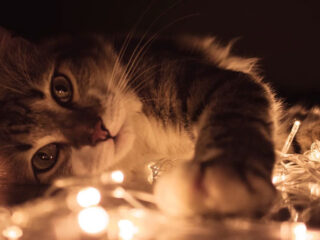 Cat Loves Giving His Pig Friends Massages