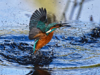 Bad moods could be contagious among ravens