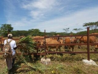 Tingkatkan Populasi Hewan Ternak, Distanak Kukar Lakukan Pembibitan Ternak Sapi dan Kambing